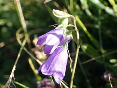 Campanula precatoria