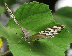 Hamadryas glauconome