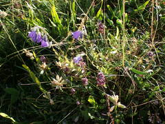 Campanula precatoria