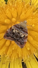 Choreutis emplecta