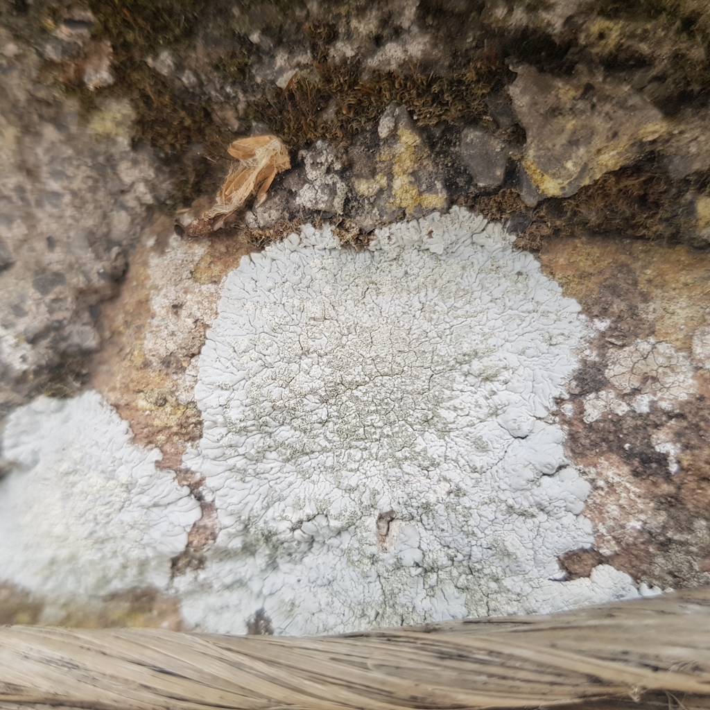 Pleated Lichens