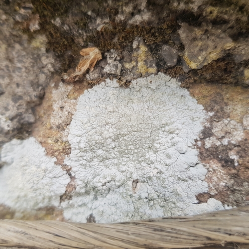 Representative image of Diploicia