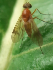 Chrysopilus laetus