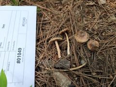 Inocybe subradiata