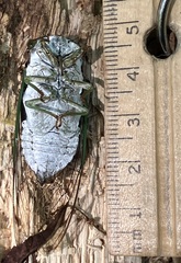 Neotibicen tibicen tibicen