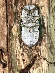 Neotibicen tibicen tibicen