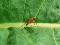 Chrysopilus laetus