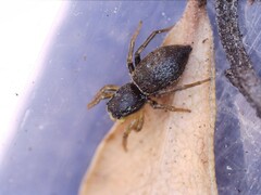 Heliophanus flavipes