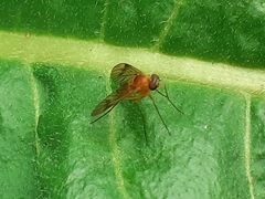 Chrysopilus laetus