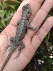 Sceloporus grammicus