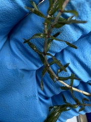 Elodea nuttallii