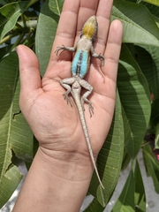 Sceloporus grammicus