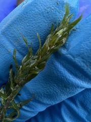 Elodea nuttallii