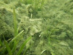 Cyprinodon variegatus