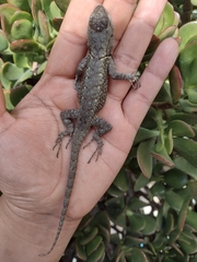 Sceloporus grammicus