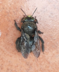 Notoxylocopa