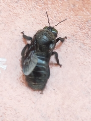 Notoxylocopa