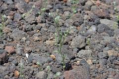 Cryptantha ambigua