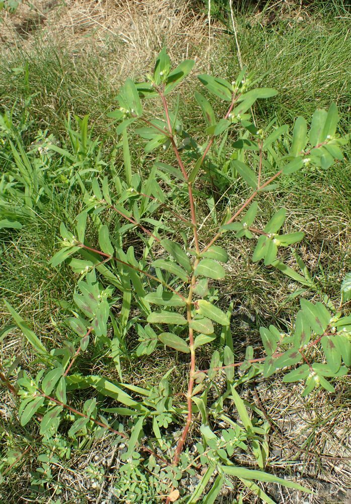 Nodding spurge from historic downtown jersey city nj usa on august