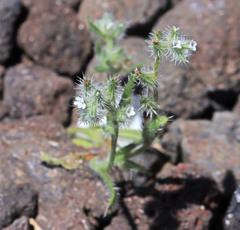Cryptantha ambigua