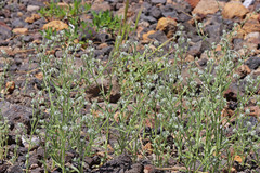 Cryptantha ambigua