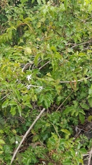 Jasminum azoricum
