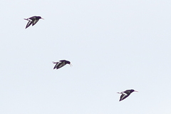 Haematopus ostralegus