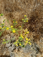 Centromadia parryi congdonii