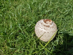 Chlorophyllum molybdites