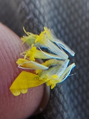 Centromadia parryi congdonii