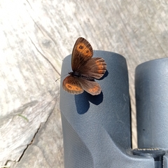 Erebia euryale