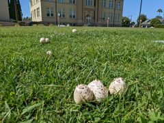Chlorophyllum molybdites