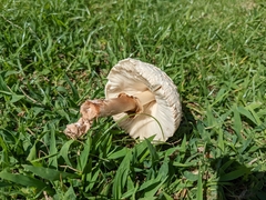 Chlorophyllum molybdites