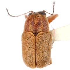 Pachybrachis brunneus
