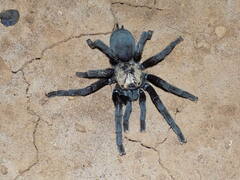 Pterinochilus simoni