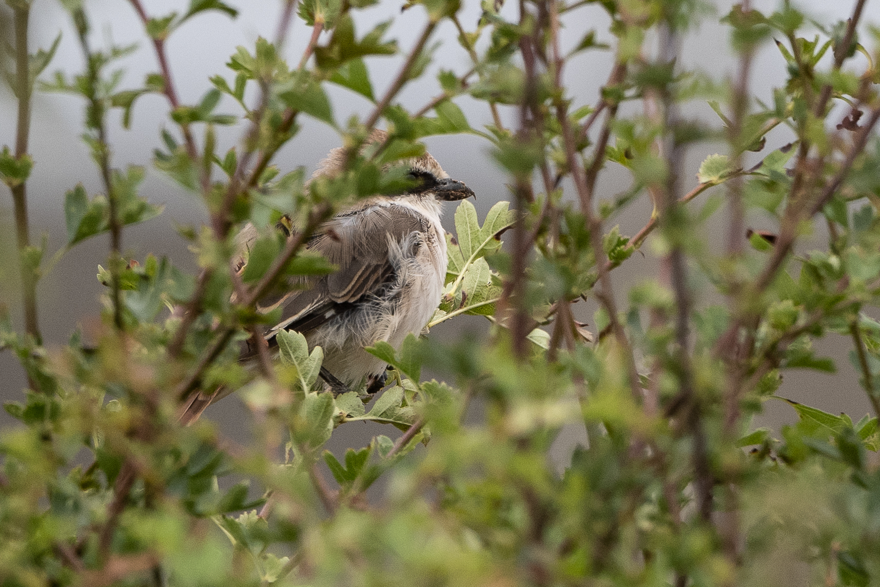 Red-tailed Shrike
