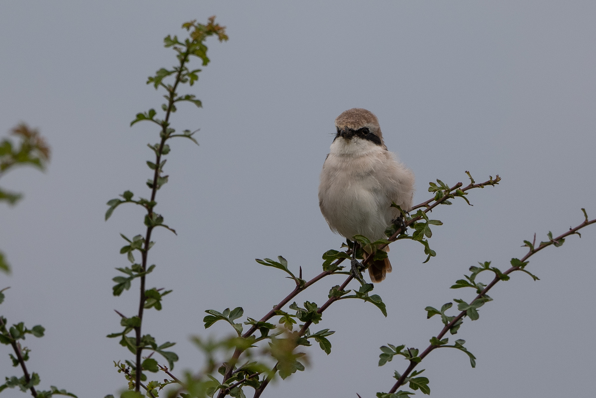 Red-tailed Shrike