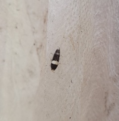 Recurvaria leucatella