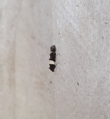 Recurvaria leucatella