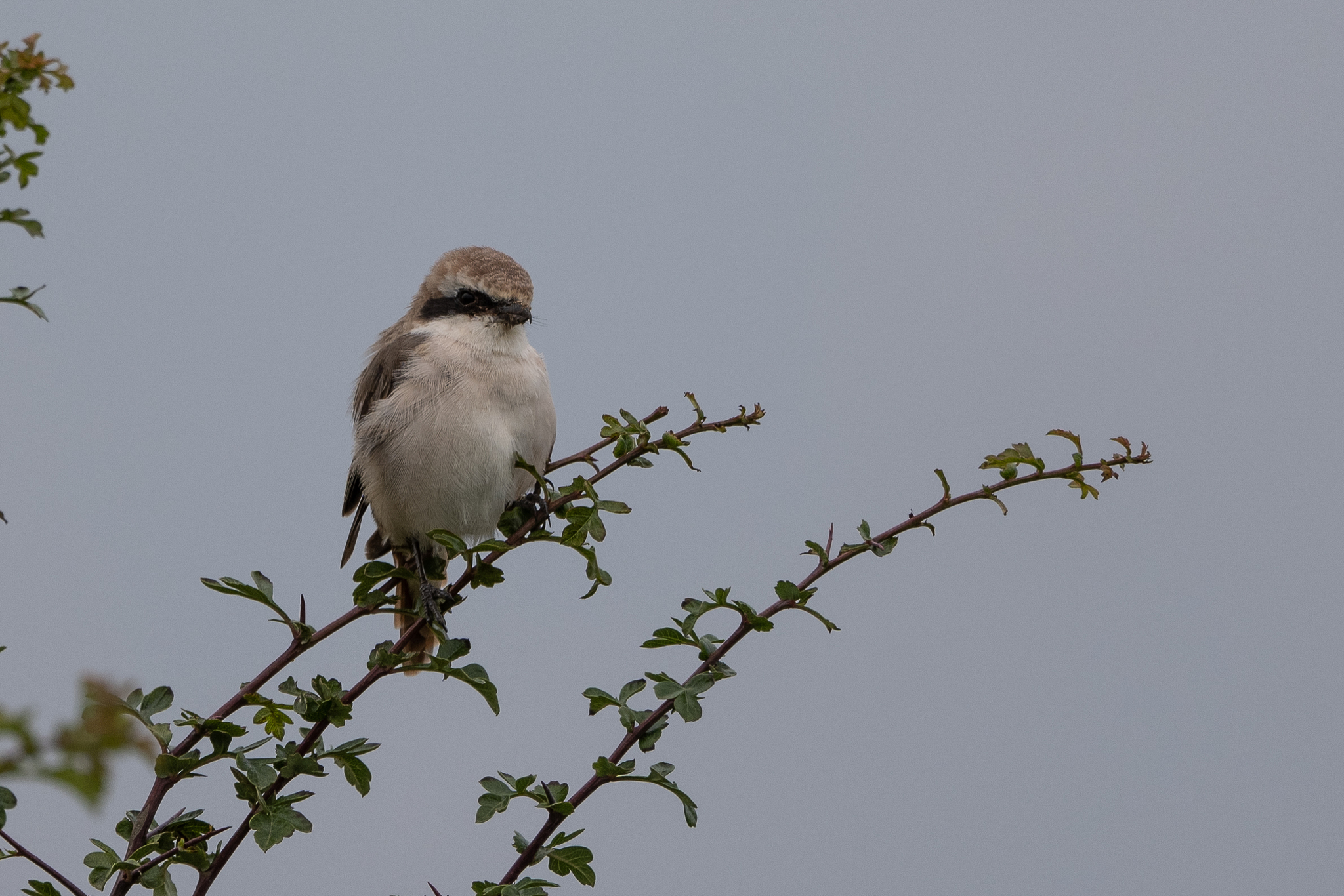 Red-tailed Shrike