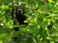 Pithecia pithecia