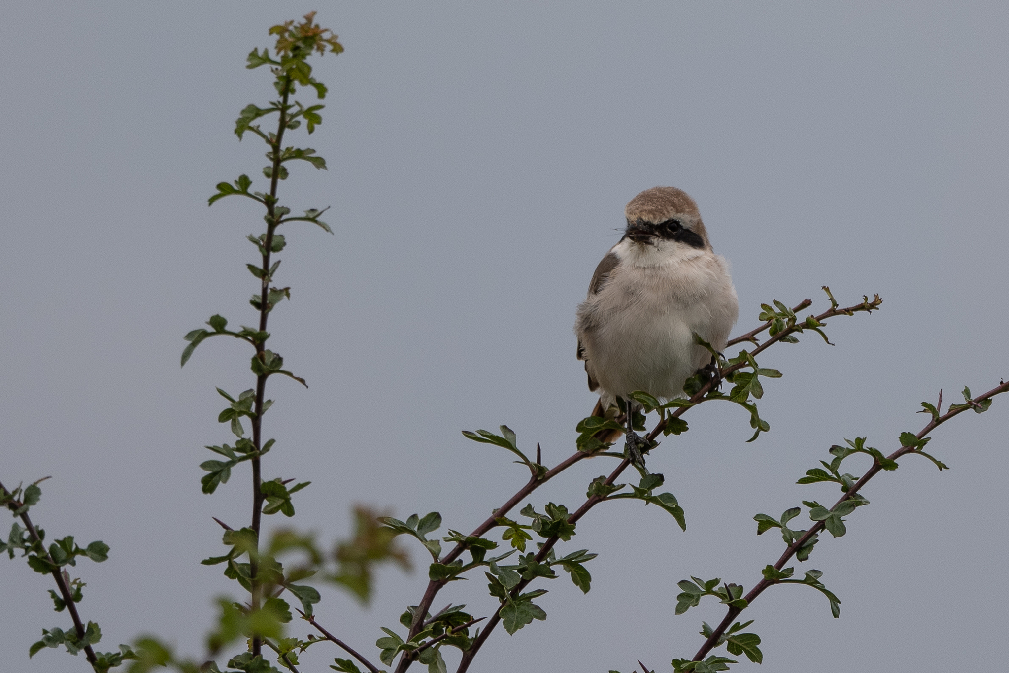 Red-tailed Shrike