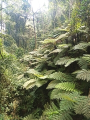 Cyathea manniana