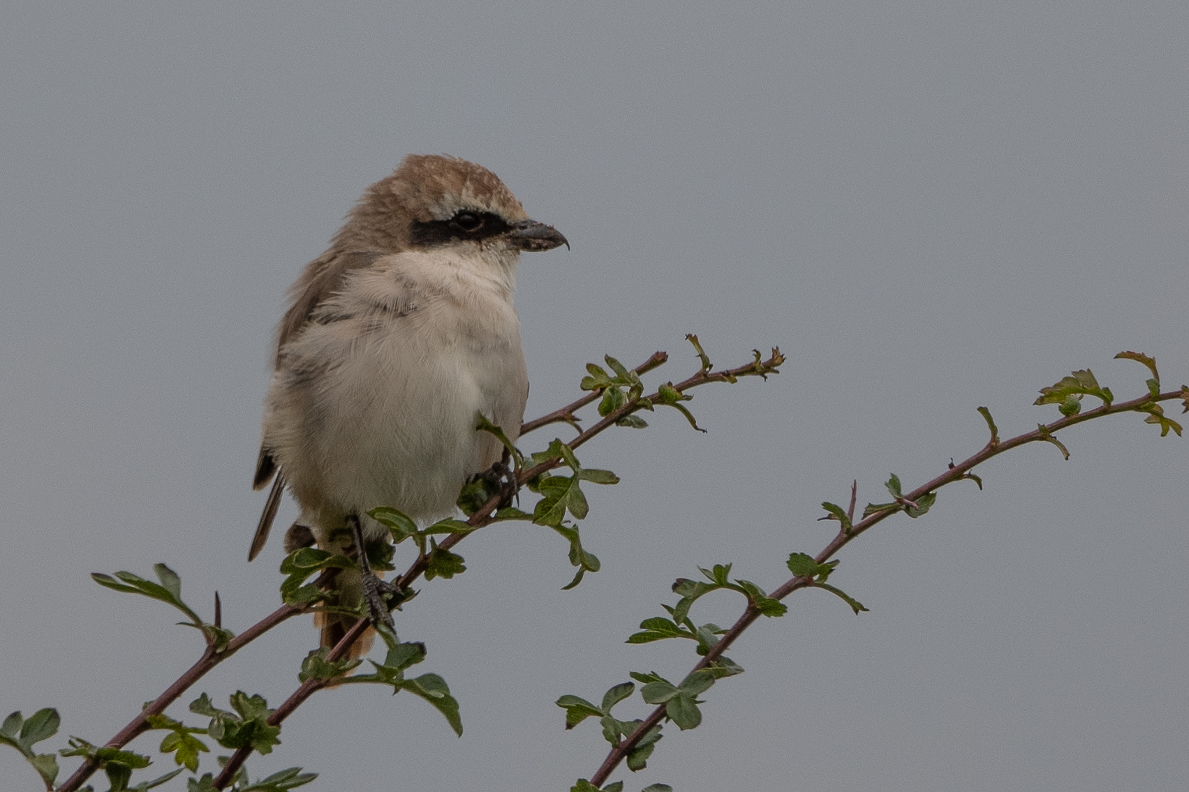 Red-tailed Shrike