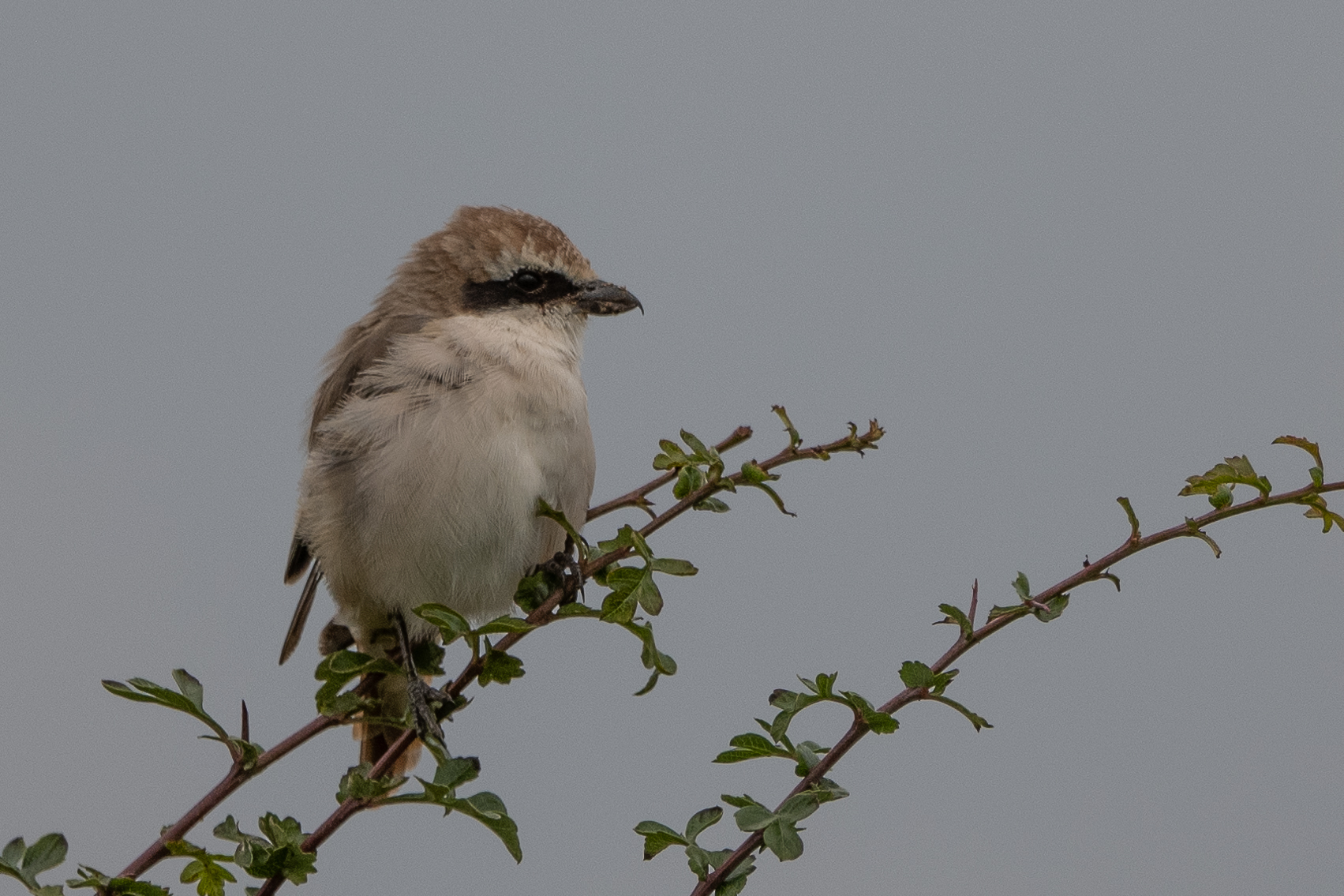 Red-tailed Shrike