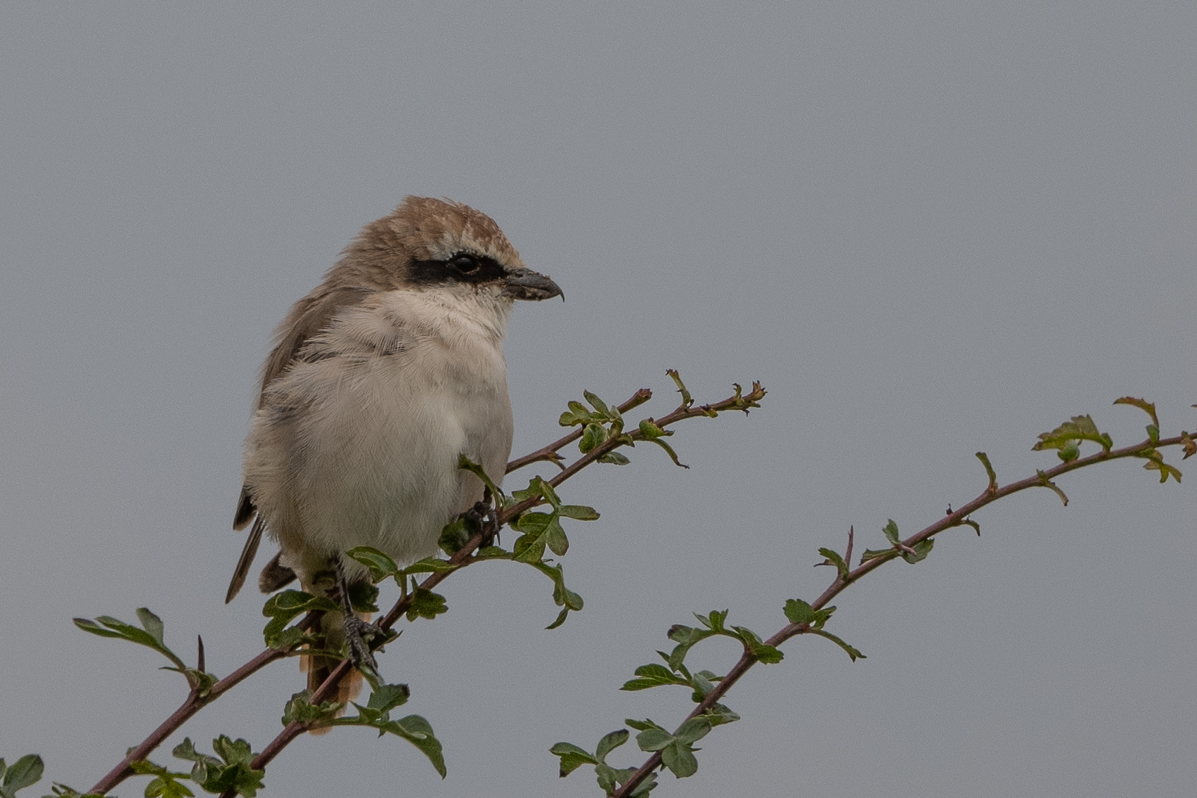 Red-tailed Shrike