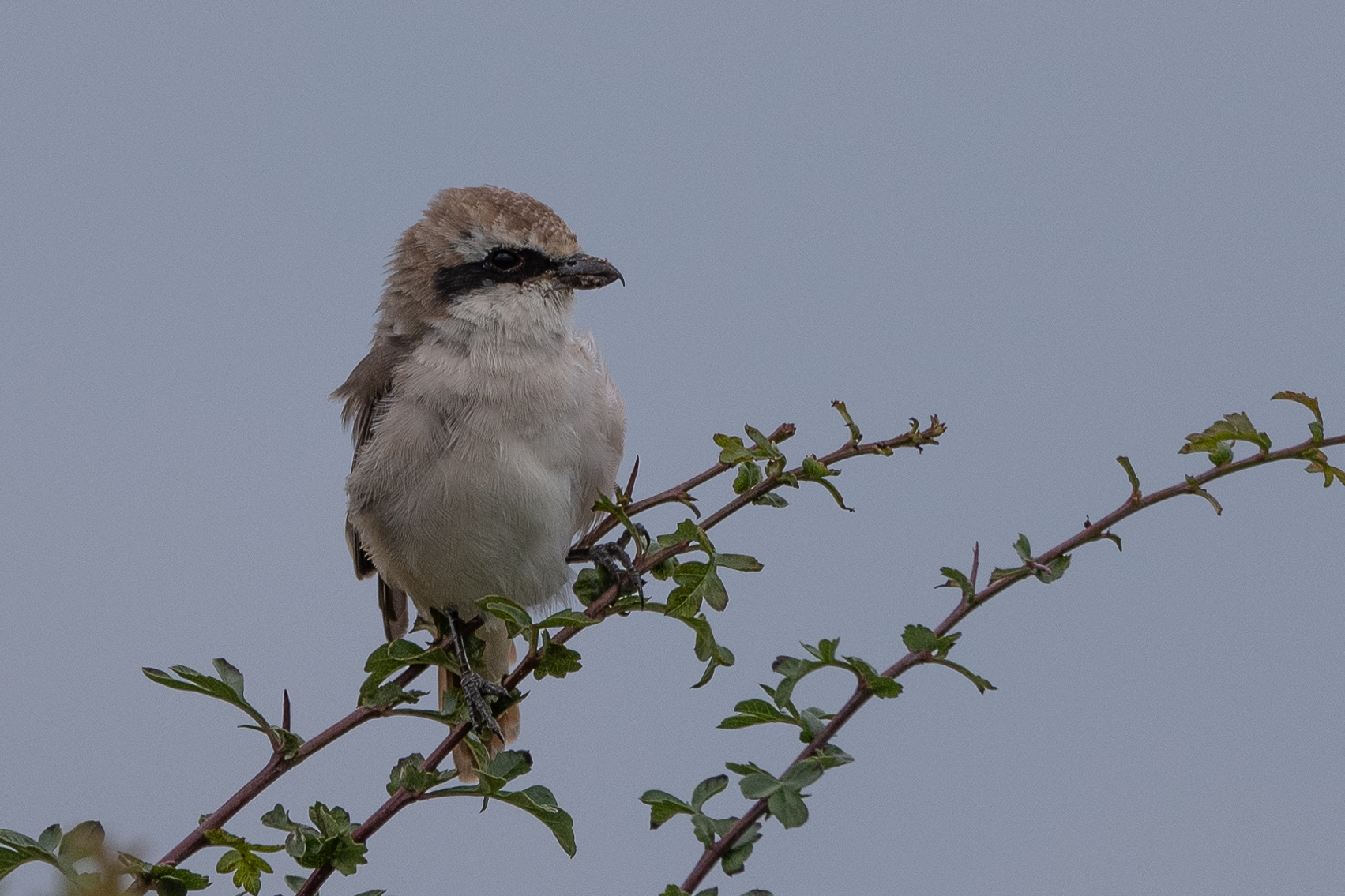 Red-tailed Shrike