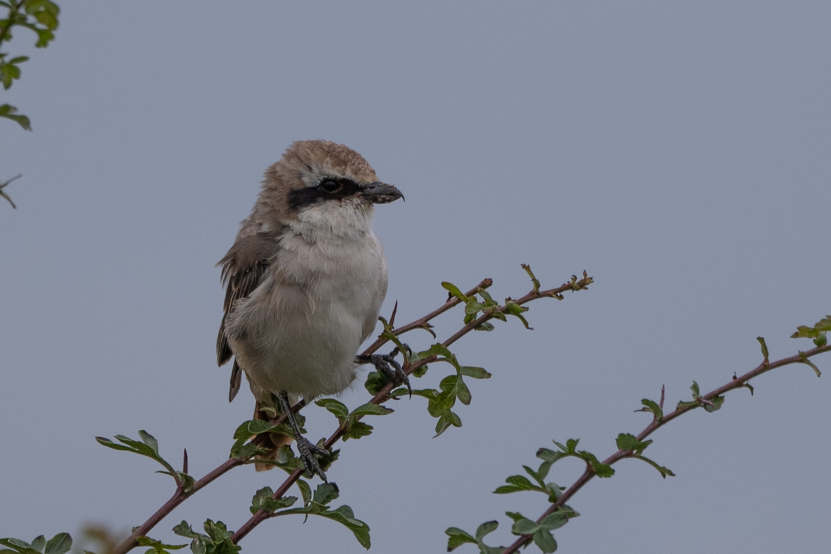 Red-tailed Shrike