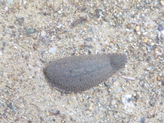 Glossiphoniidae