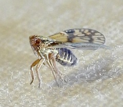Bothriocera maculata